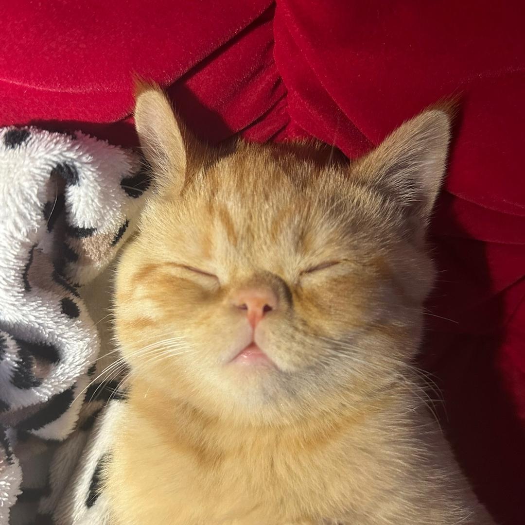一只猫猫头