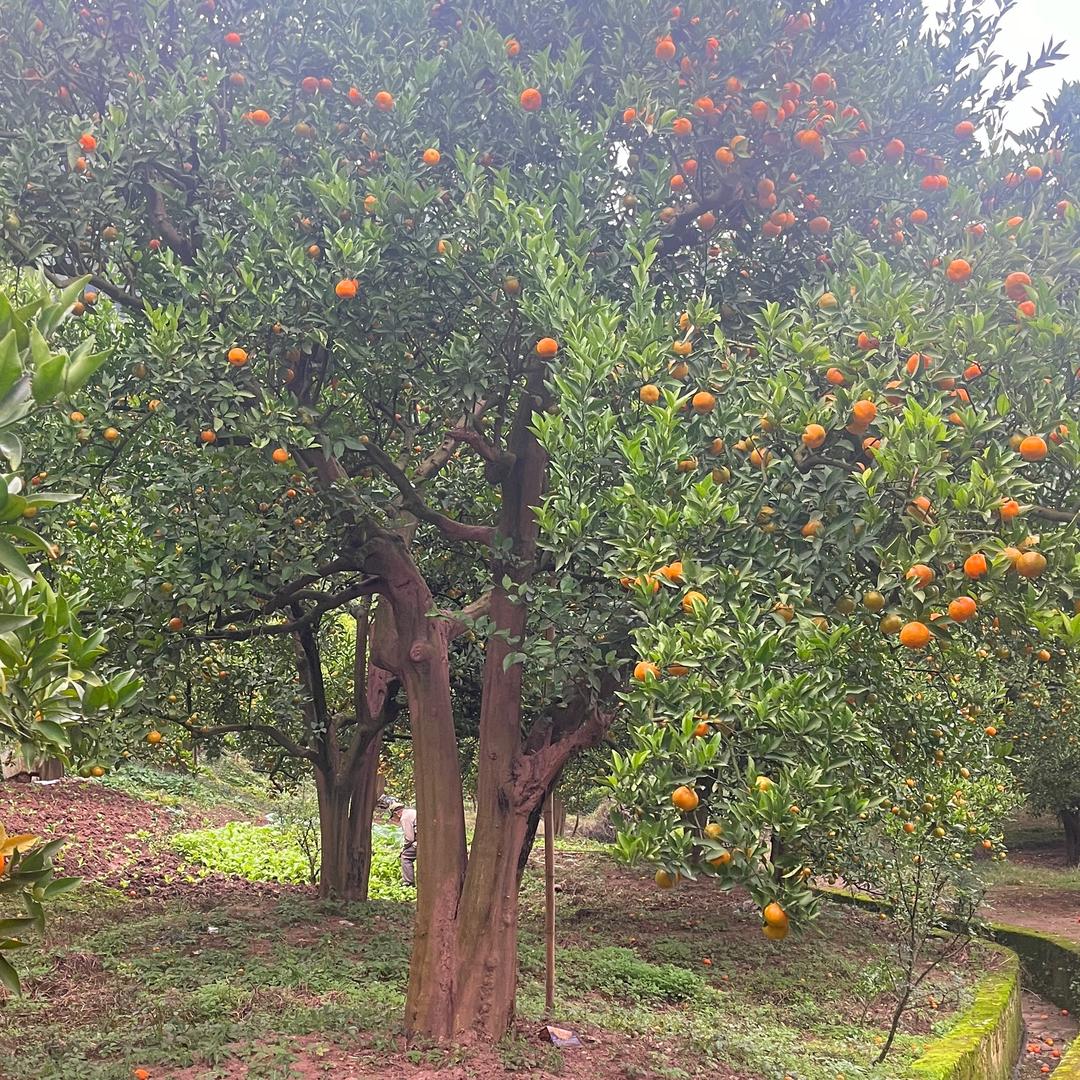 万州老树古红桔