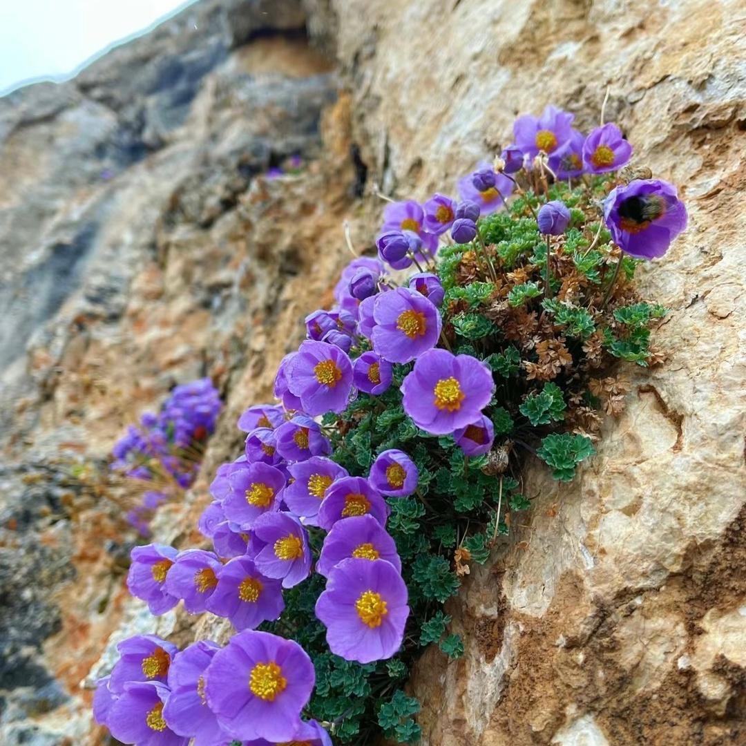 花开崖边