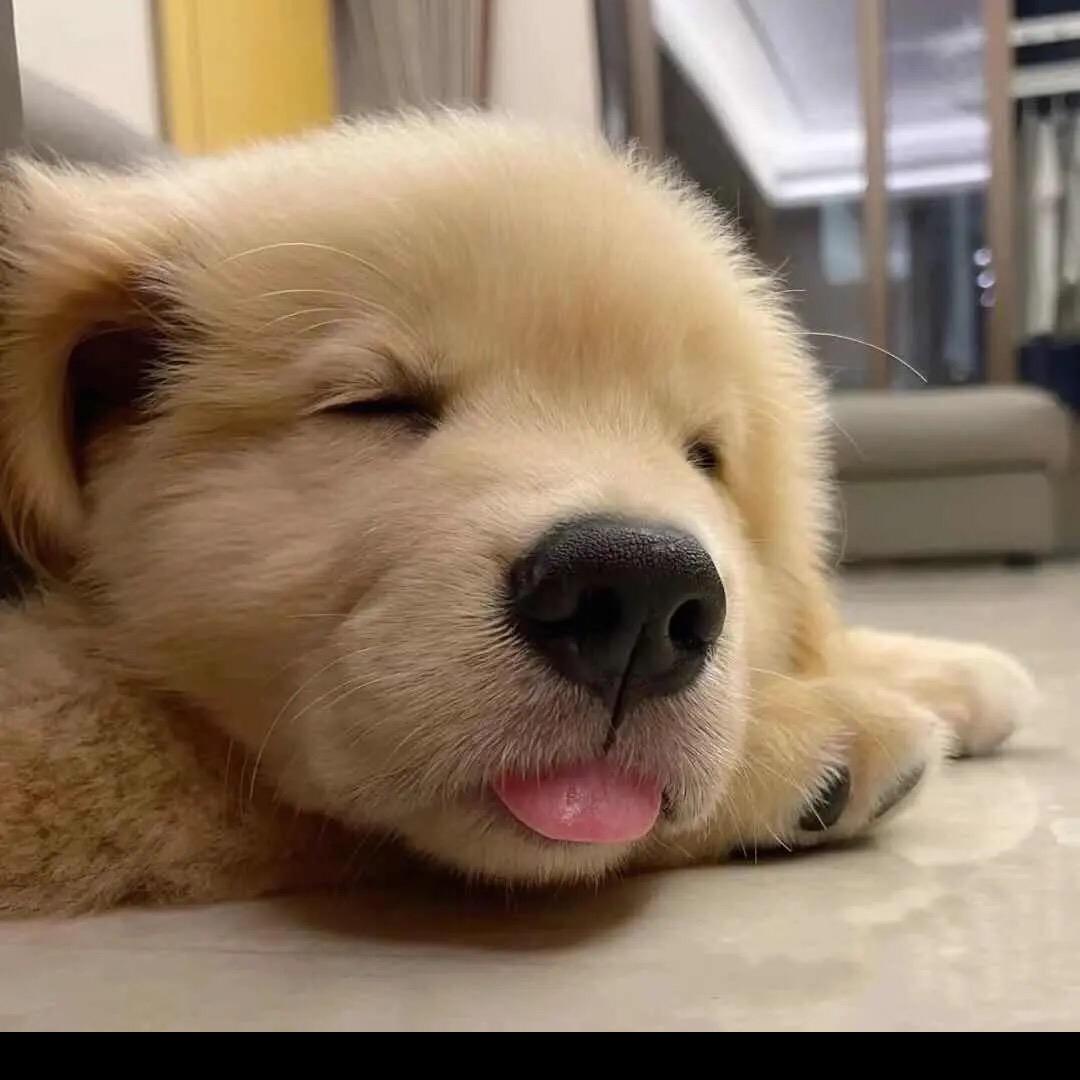 房西的狗