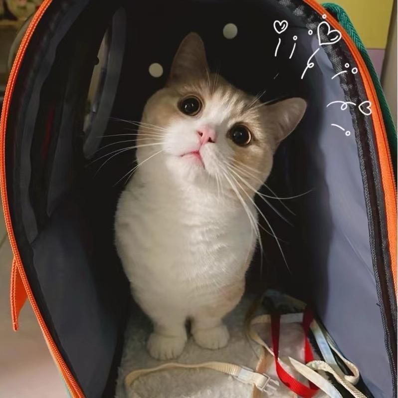 挞挞不是达达🐱