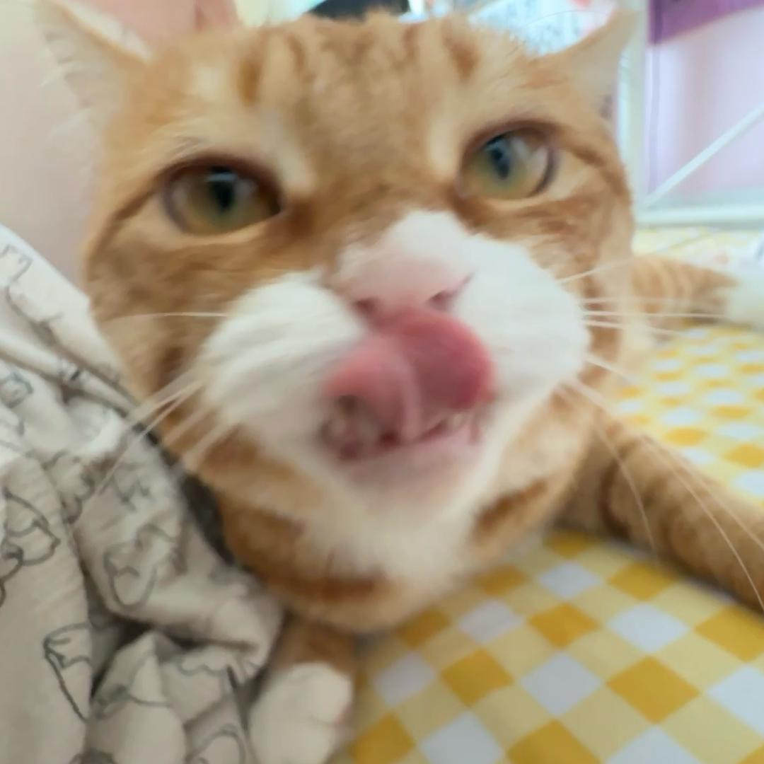 vv灰灰子
