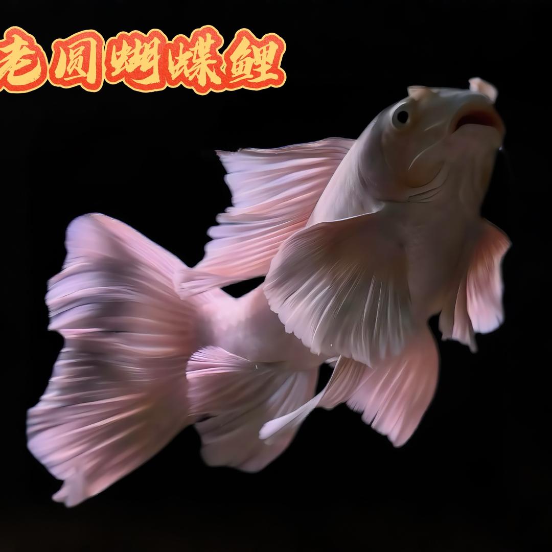 老圆蝴蝶鲤