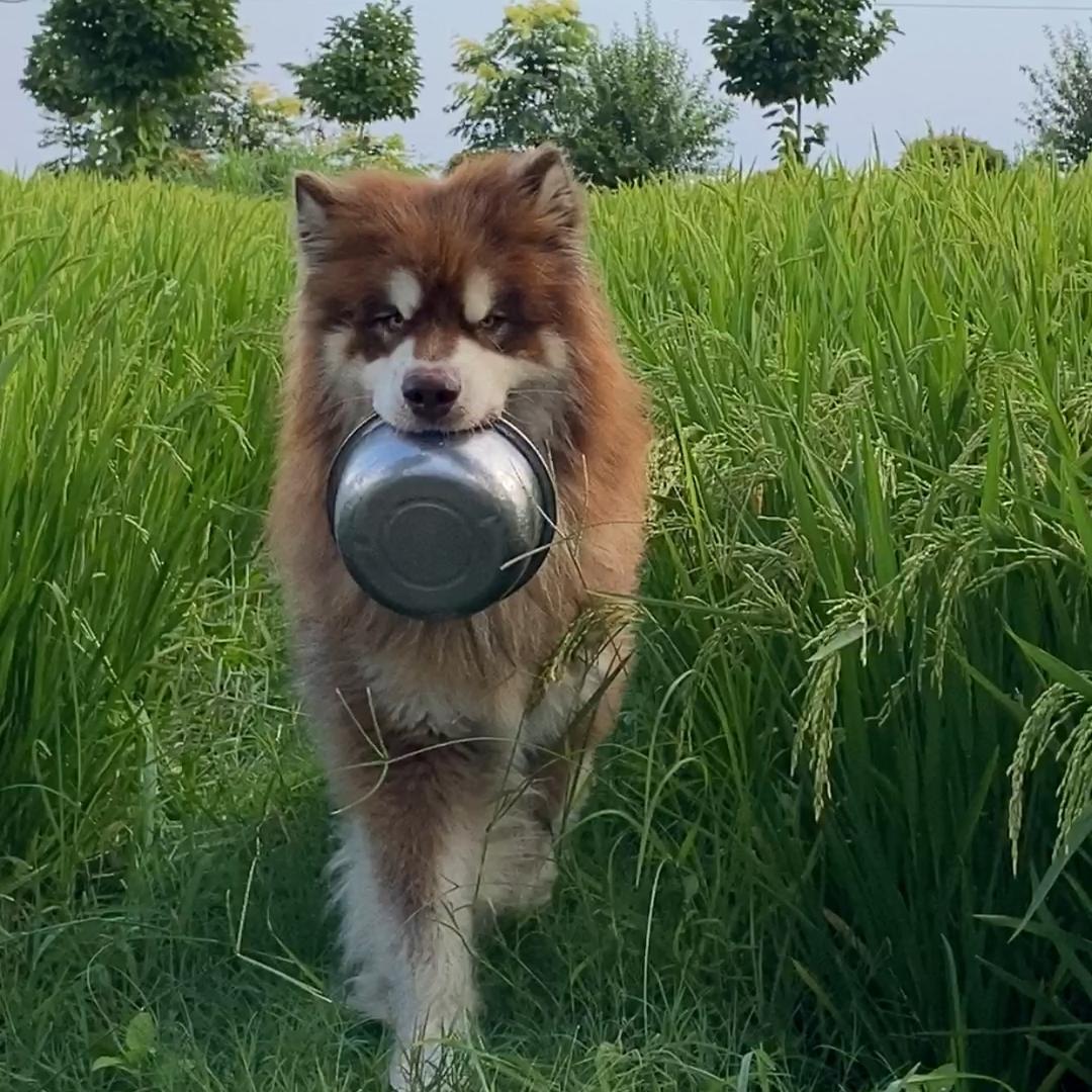 养狗的那些事