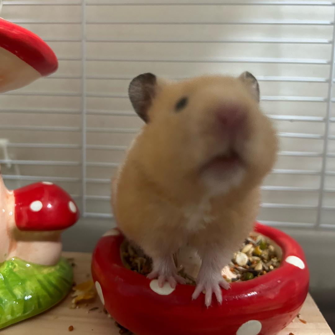 黑屁&毛蛋