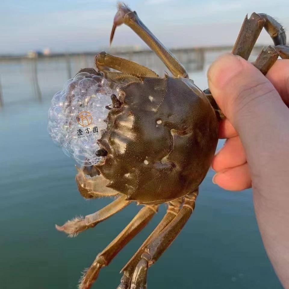 相城区阳澄湖镇李龙翔大闸蟹经营部