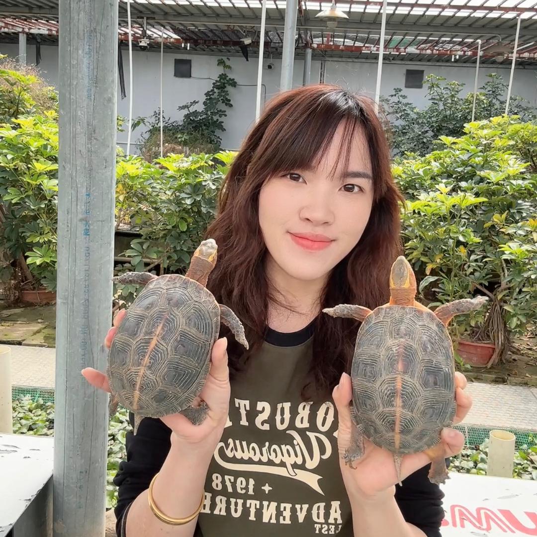 媚姐养黄缘龟
