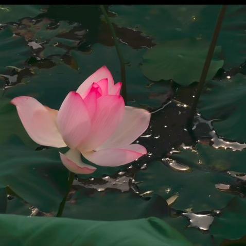 散热器生产厂家万泉