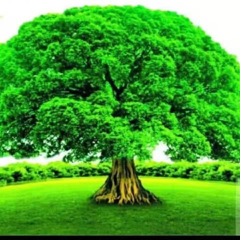 Dream阿锋 矿工来啦