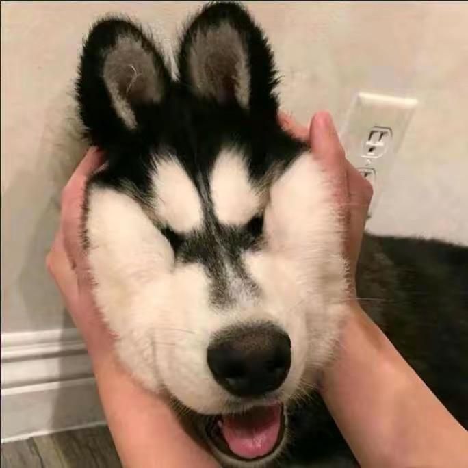 狗蛋混剪