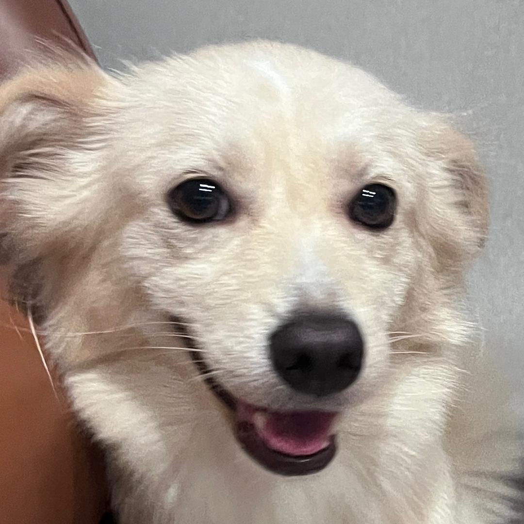 参见狗狗大王