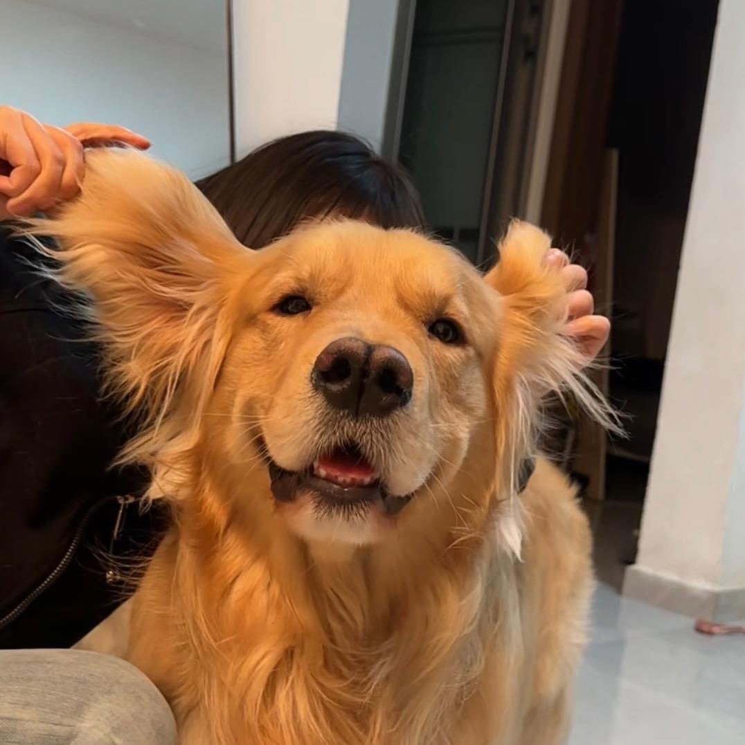 金毛十一