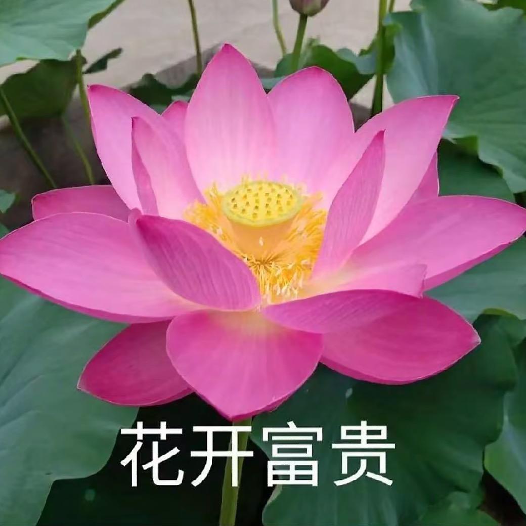 妞妞省钱团购