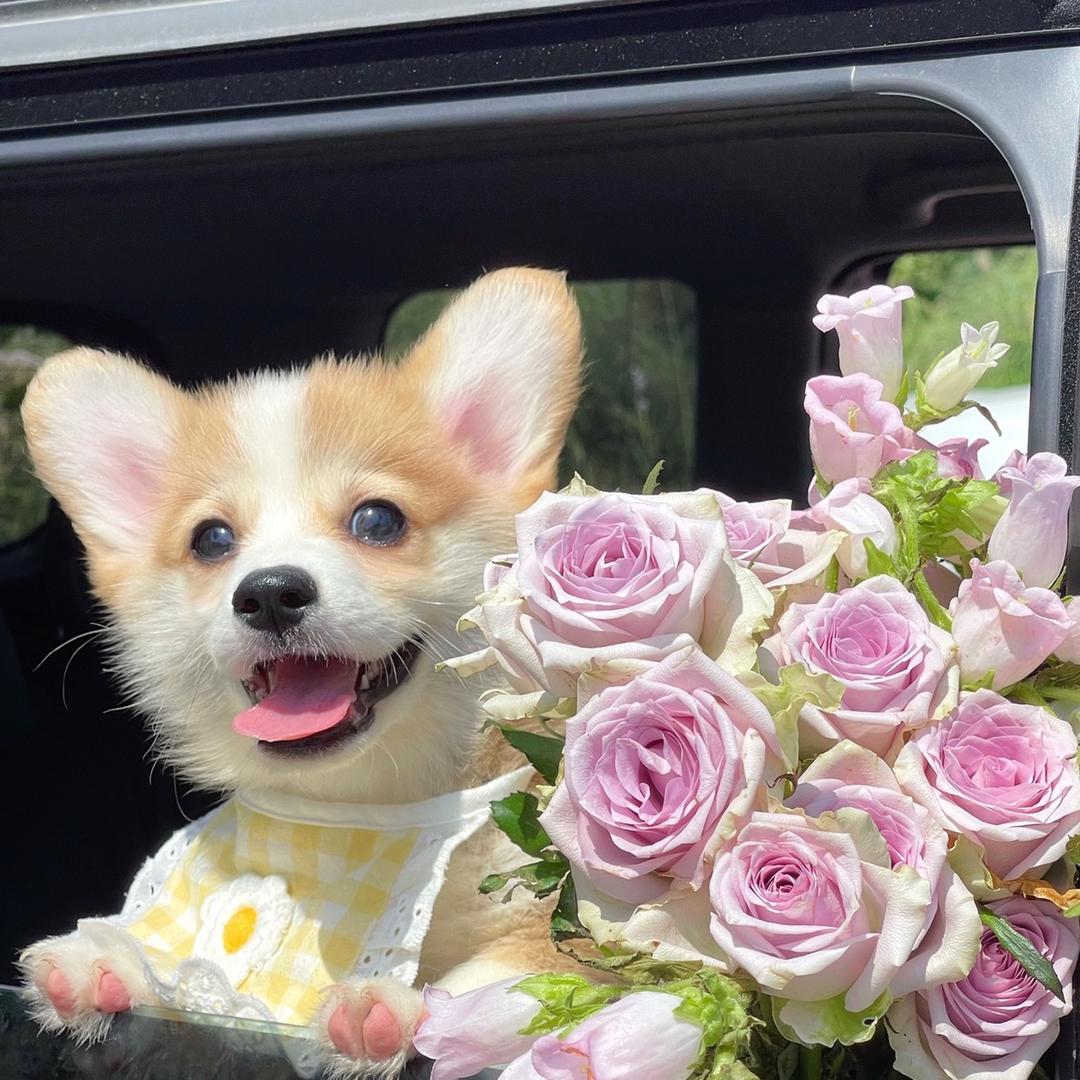 花拾（鲜花·气球派对）