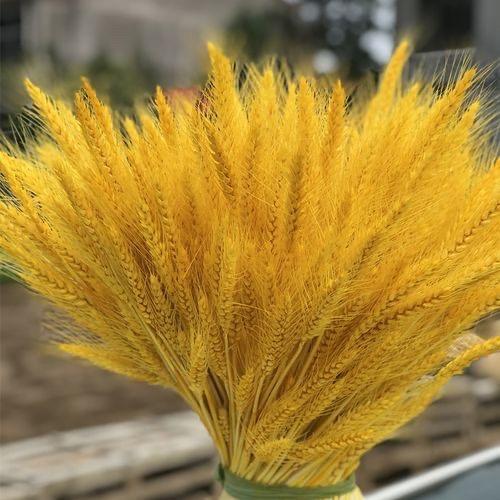 田秘书农业-牛小麦