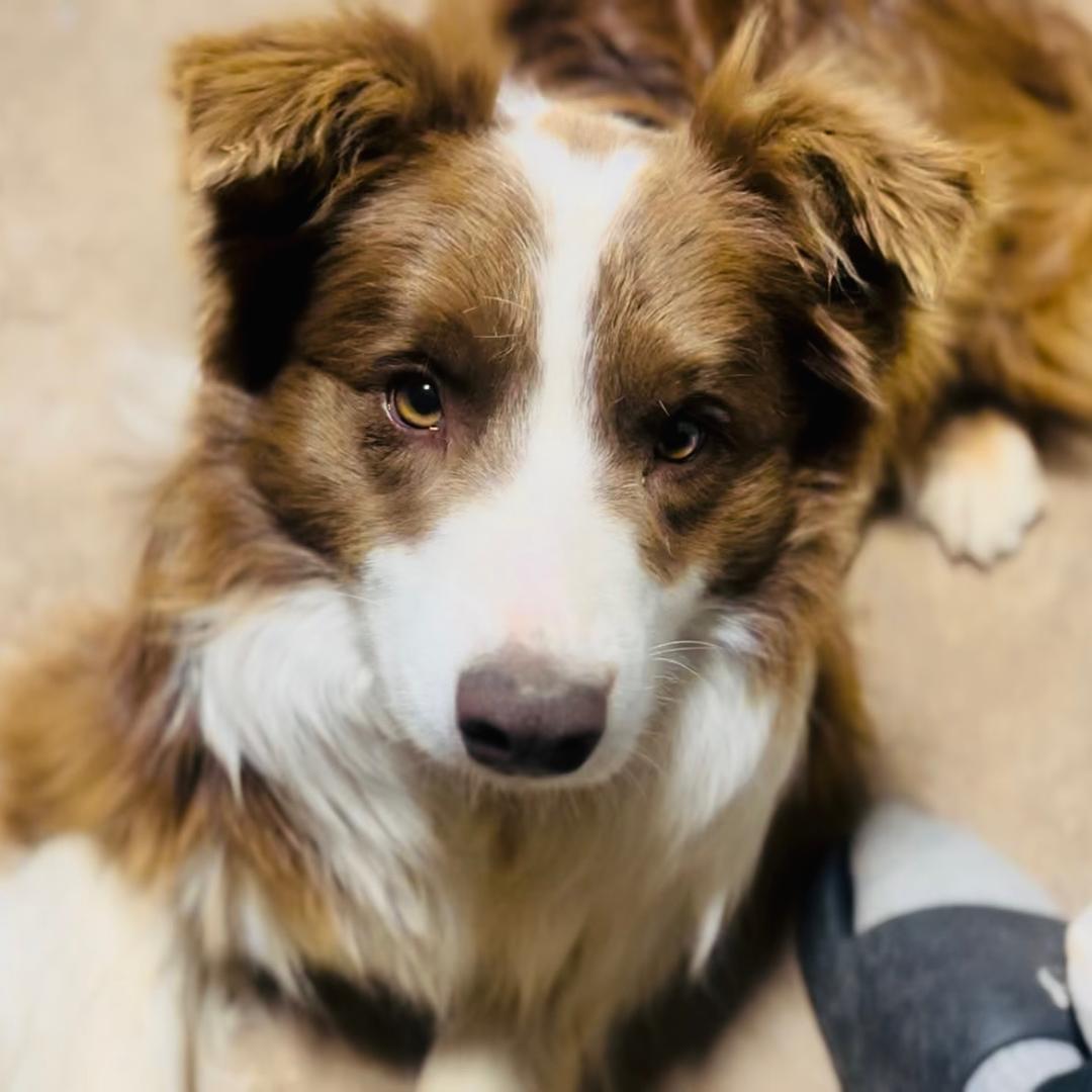 【边牧王子】窝窝