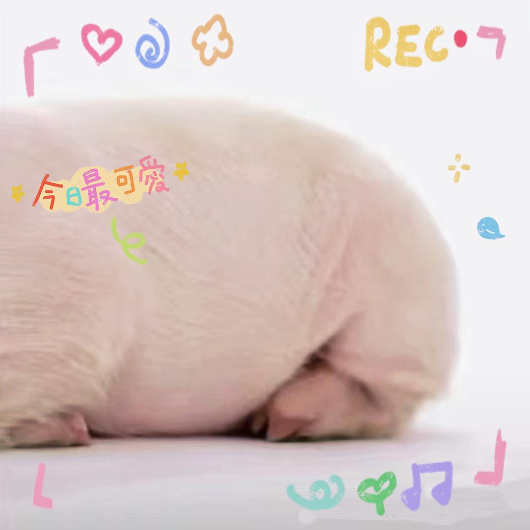 小狐狸