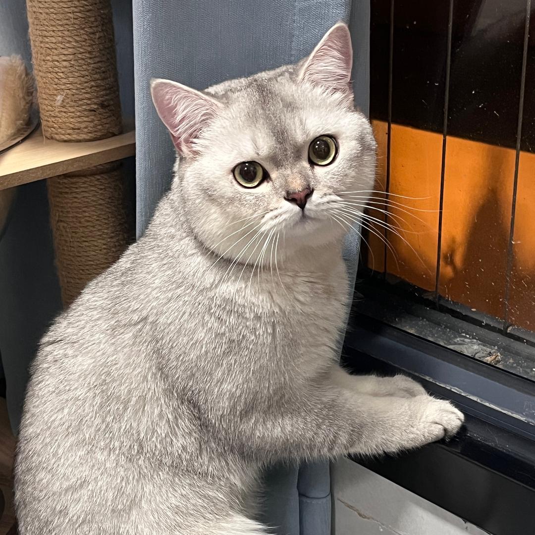 肥仔是只猫