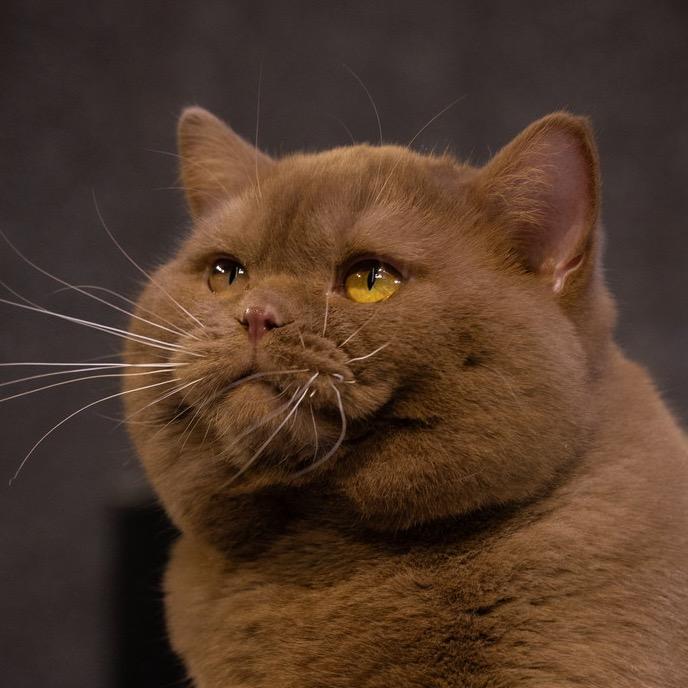 顶新名猫（北京店）