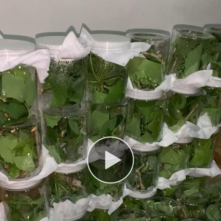 夏夜精灵(人工养殖)