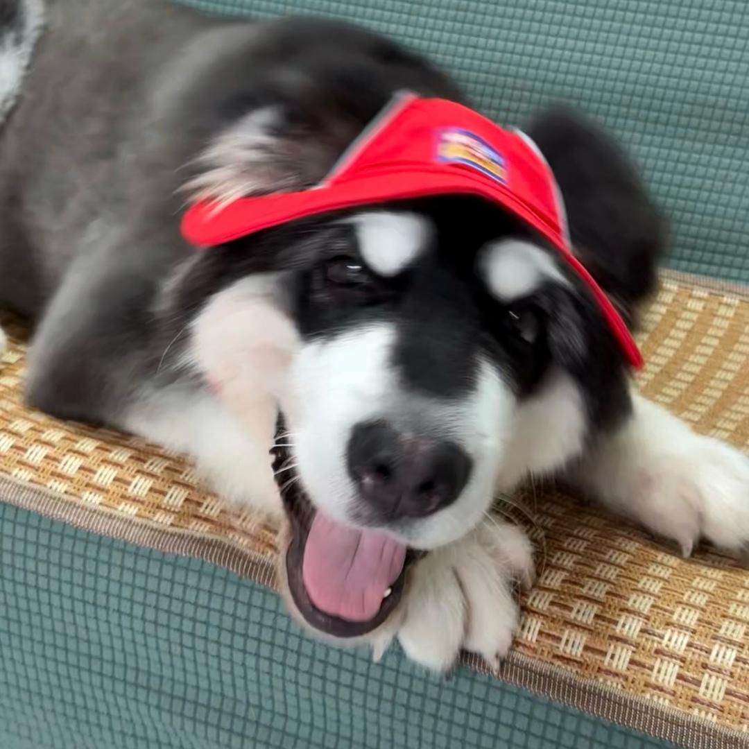 吃利可君的少女