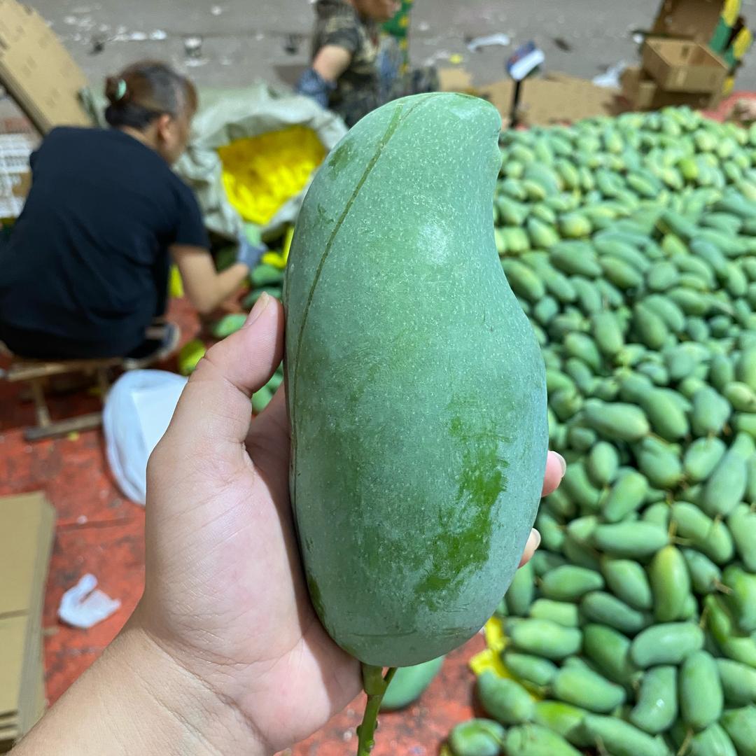 大迦发鲜果