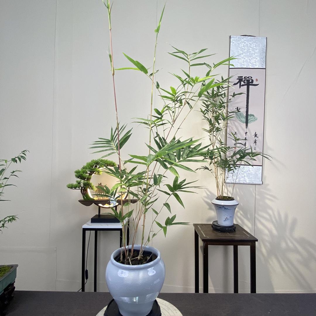 植迷不悔