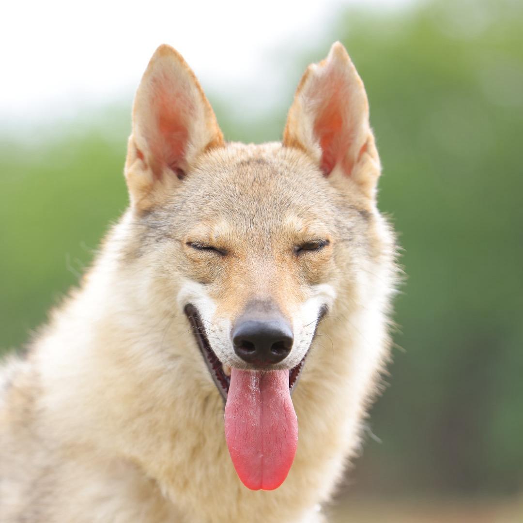 海亚捷克狼犬