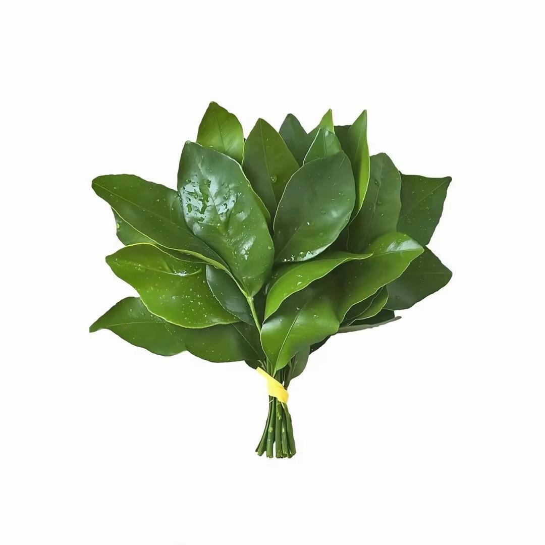 蓝桉长在洱海边