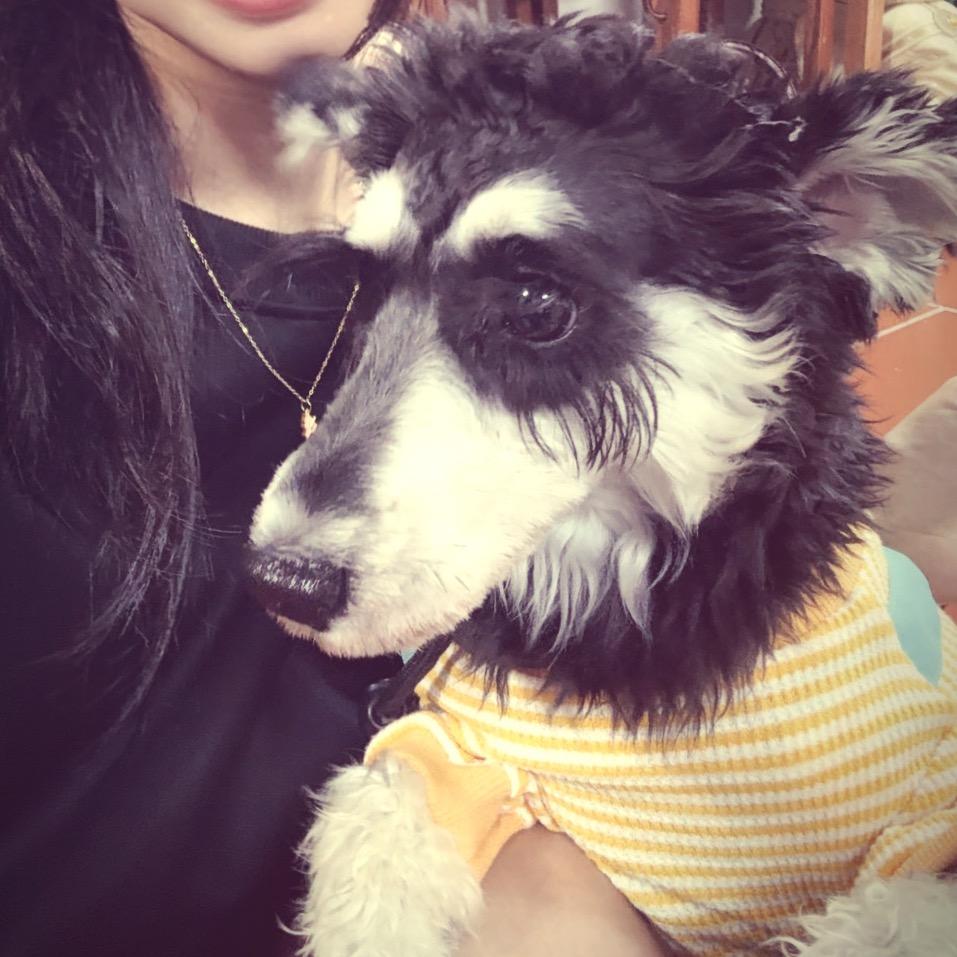 陈贝利是只雪纳瑞