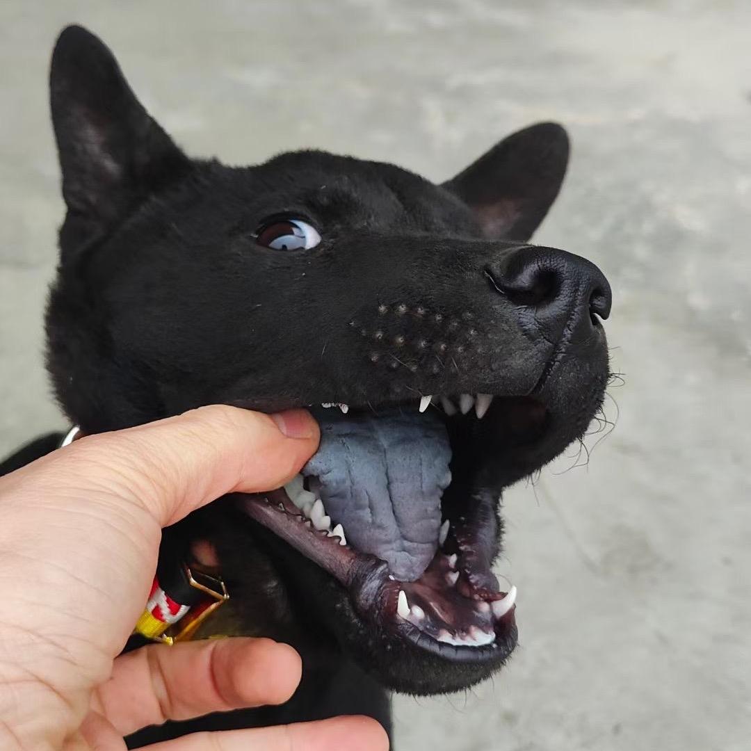 广西农村田园犬（土猎）