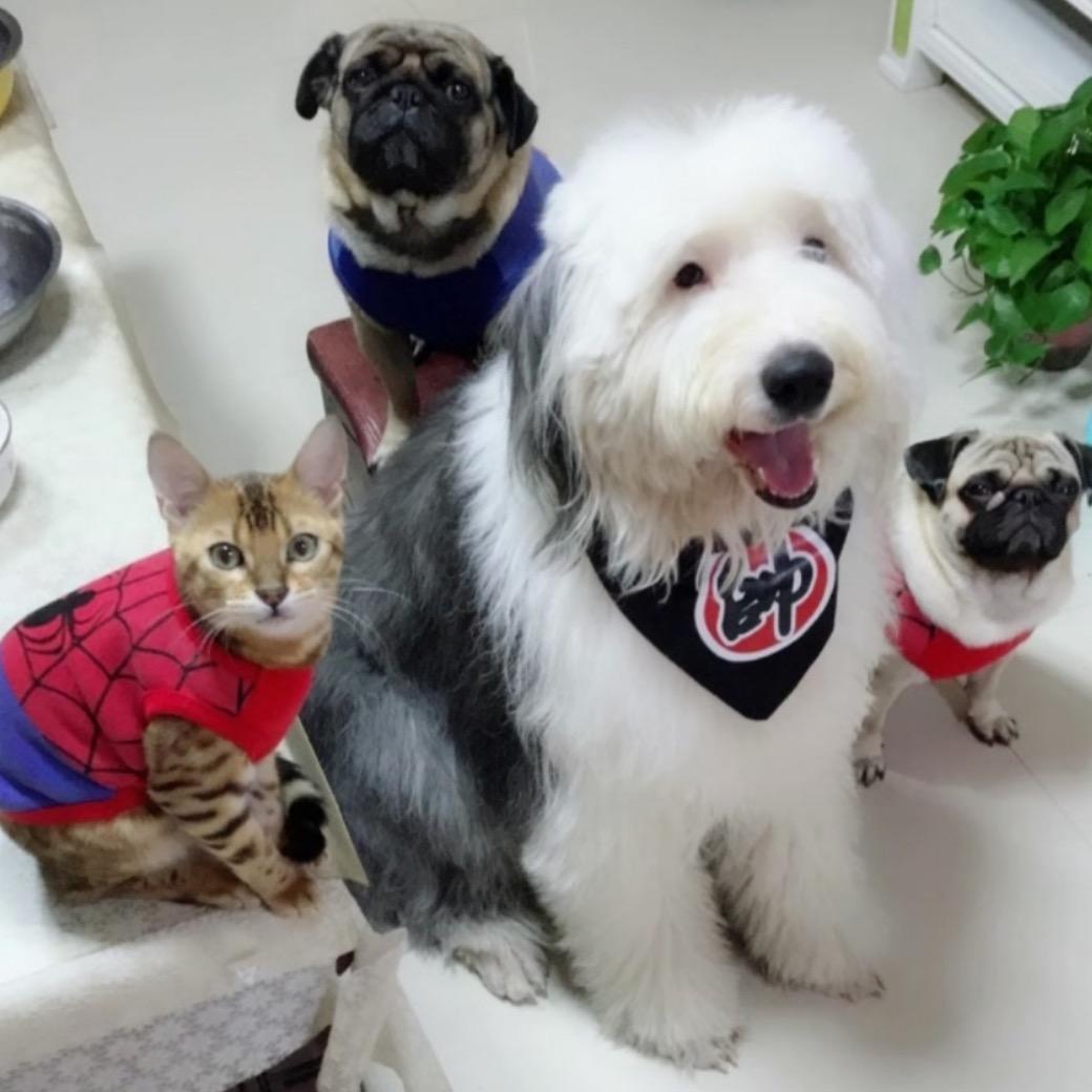 🐶肉嘟的李老板🐆
