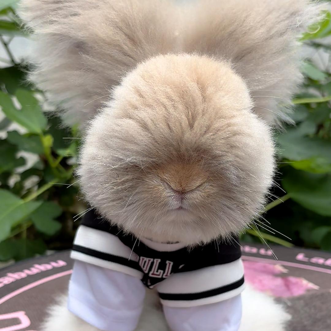 蕾蕾家的毛孩子
