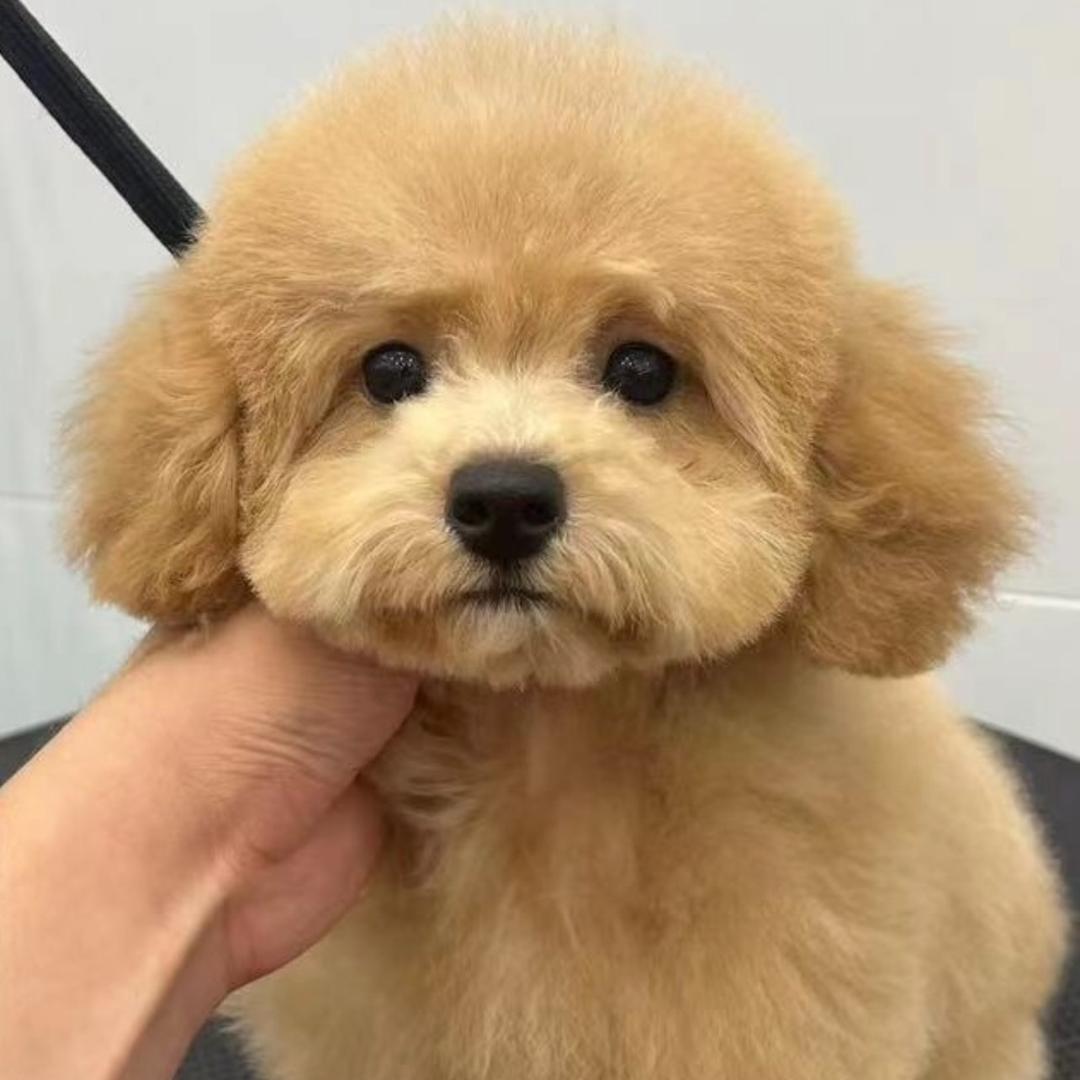 奶泡星球🍾+🍋+🌿+🍒=🍹