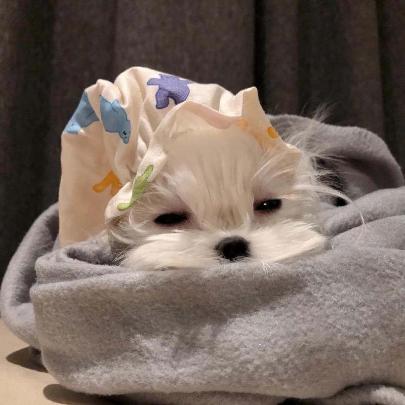 亿颗菜菜