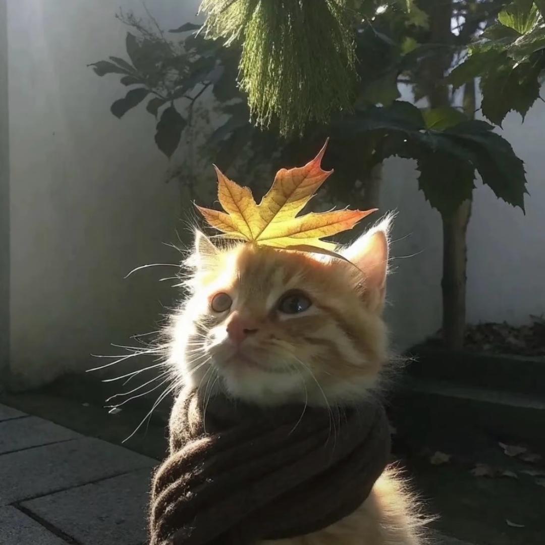 粉色大蟑螂