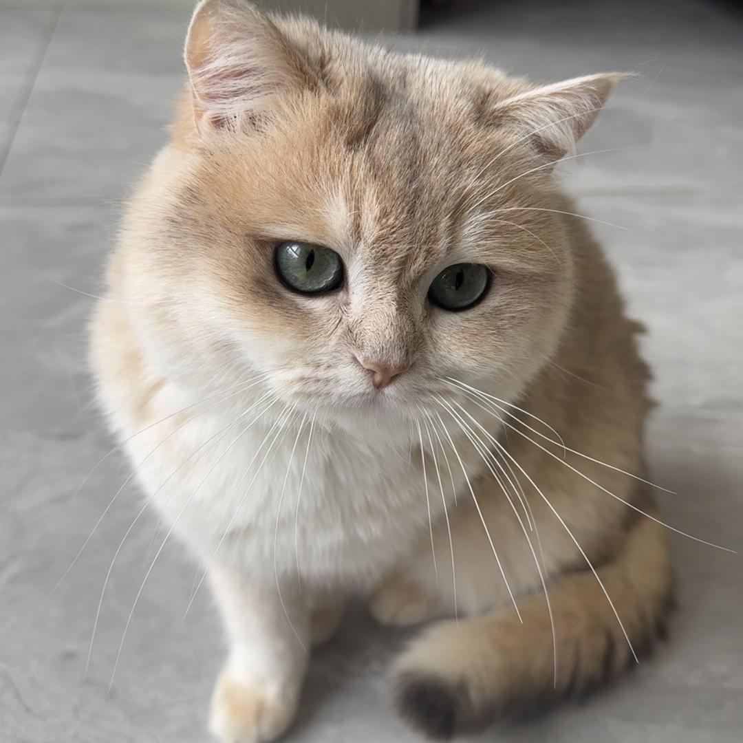 墩宝是只懒猫