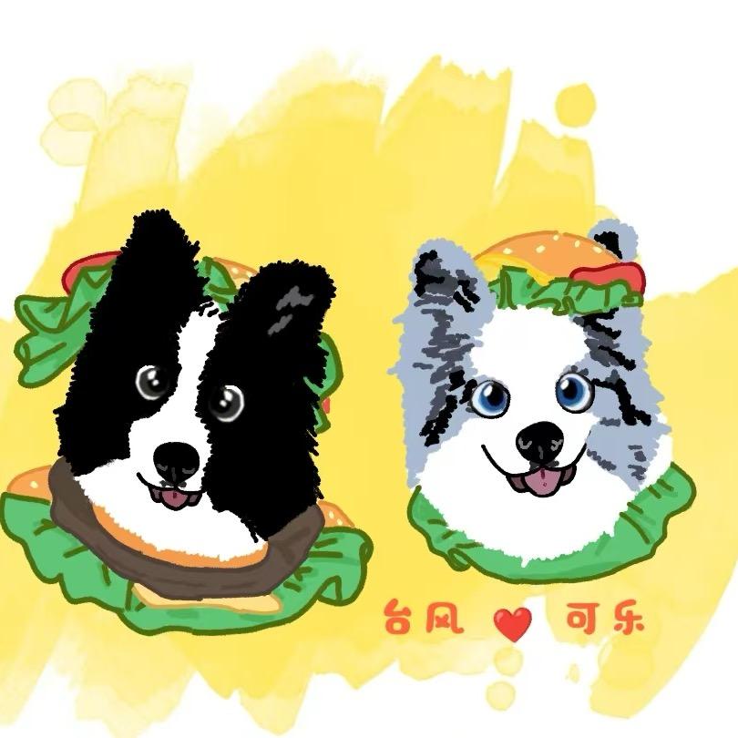 边牧   台风   可乐