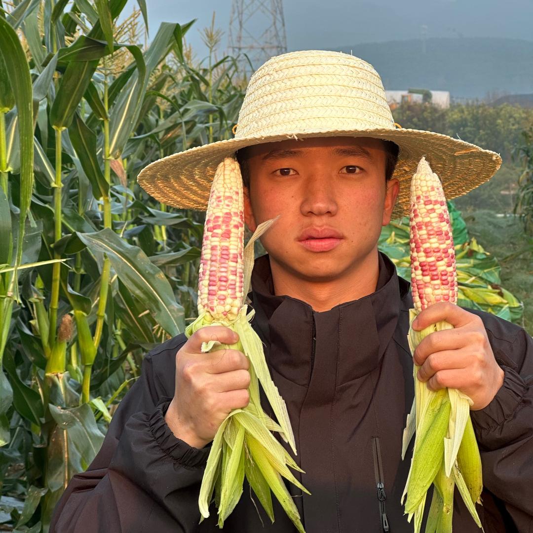 小李版纳小玉米