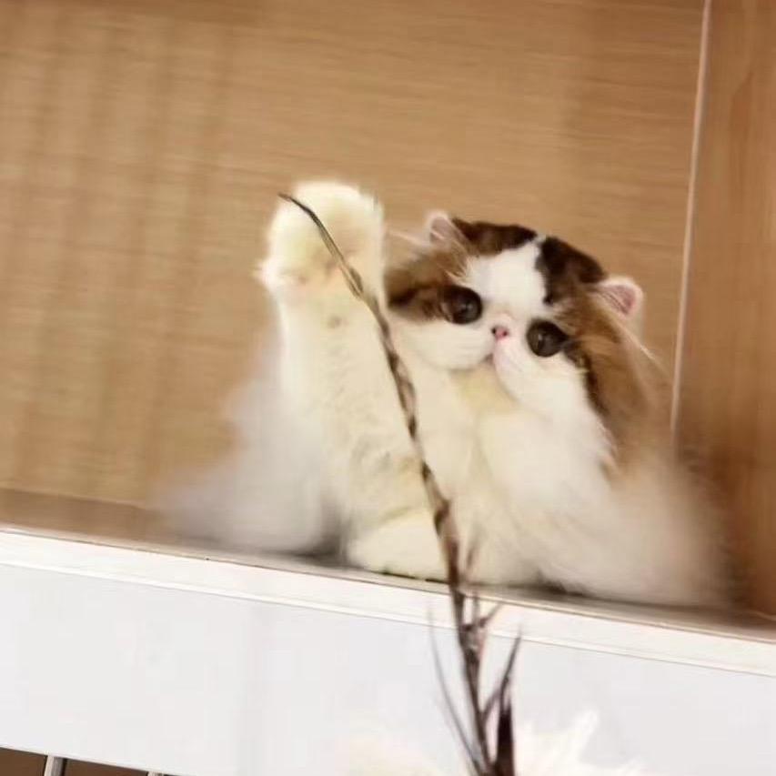 盛世奢宠｛曦曦果｝繁育级宠猫