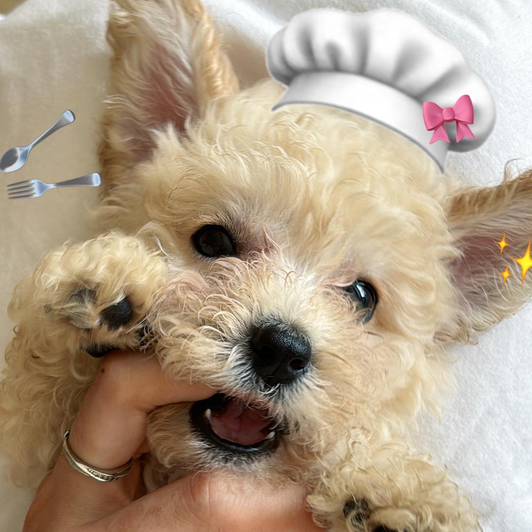 金豆养成记🐾