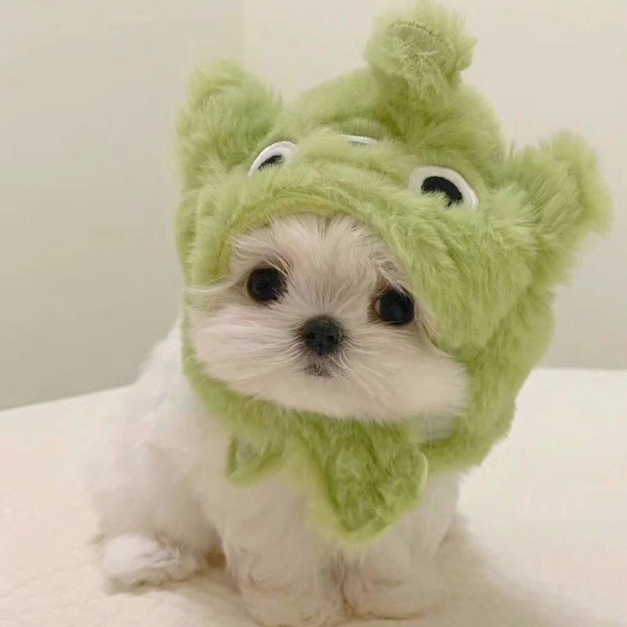 🐾