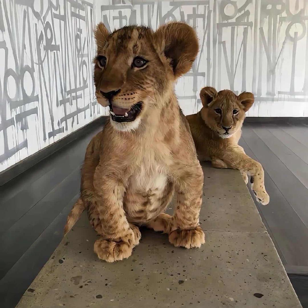 O.ow