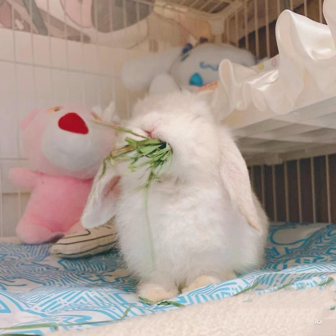 蛋黄酱