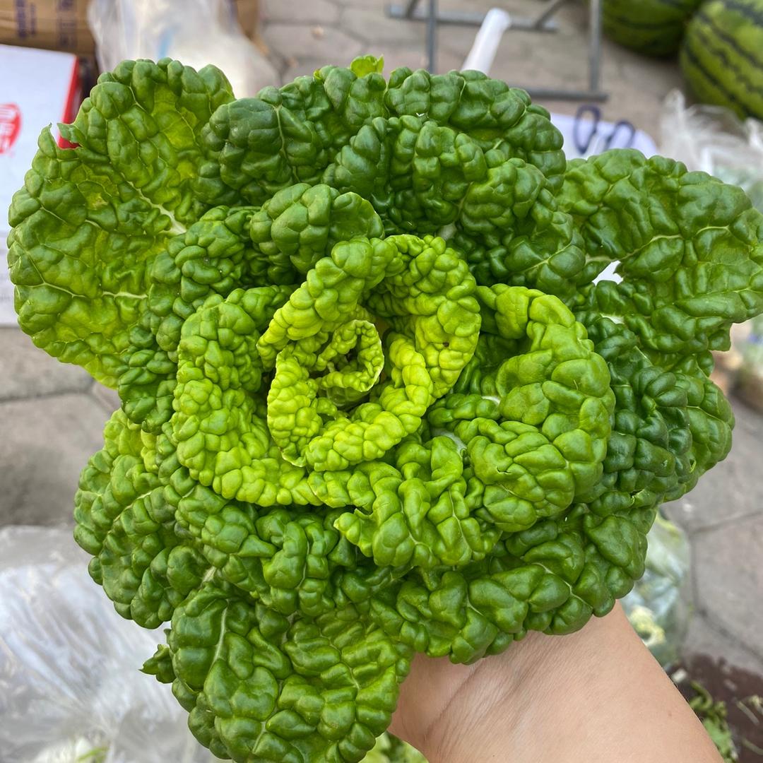 菜腿骑自行车（记录生活）