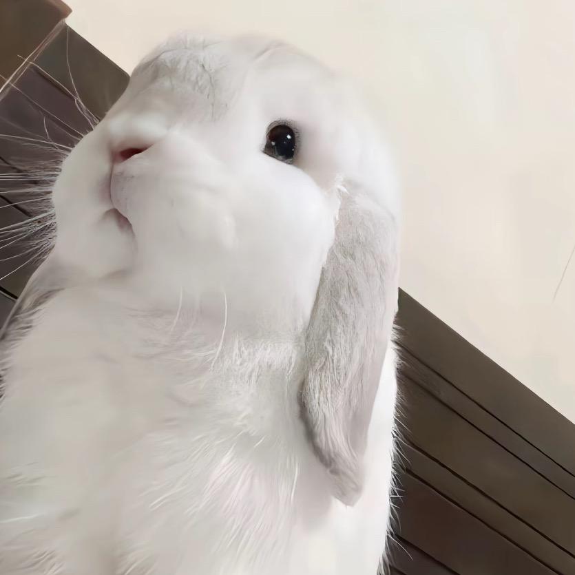 小糕