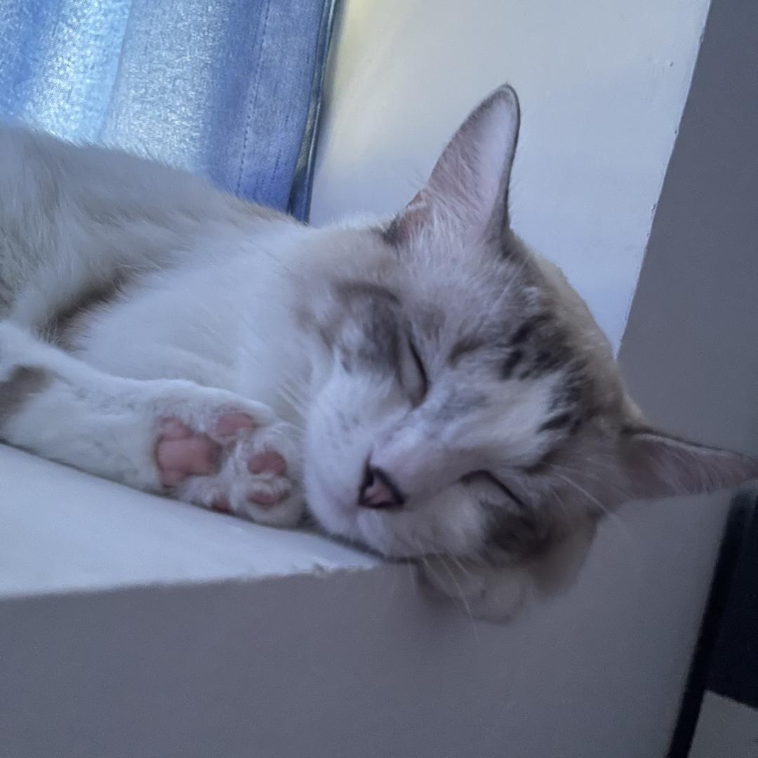 晚安狮子狗