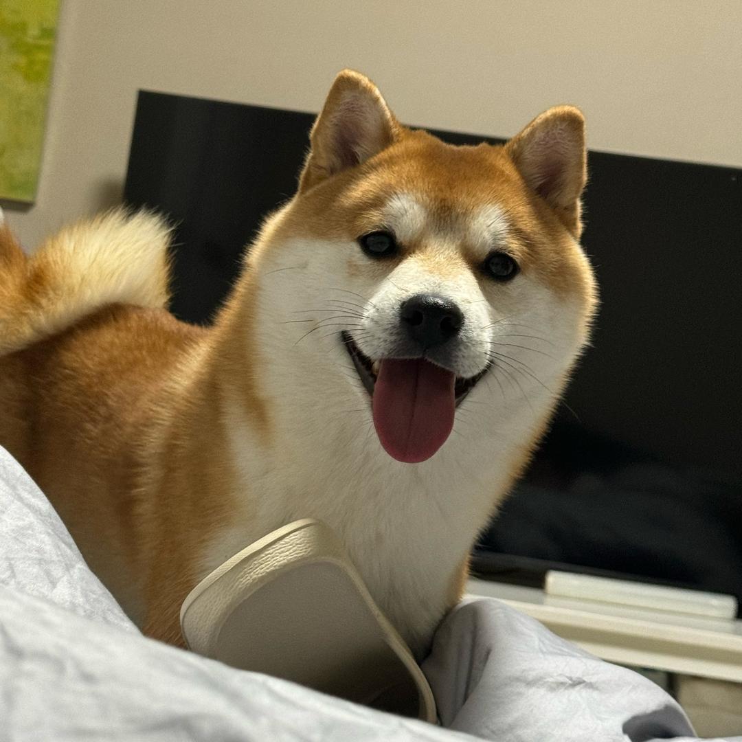 柴犬王大壮