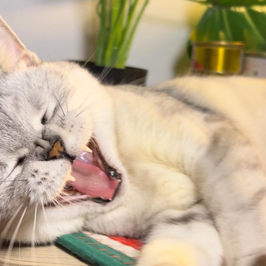 金豆银豆是只猫