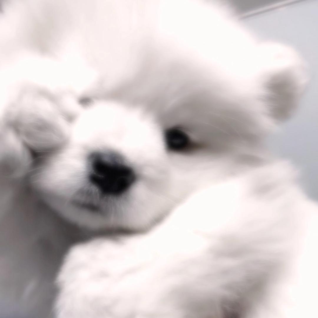 宅系小猫🐾